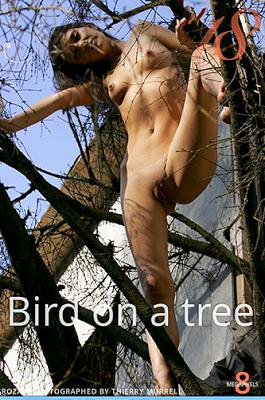 [Stunning18×Roza A] 2021-07-26 Bird on a Tree